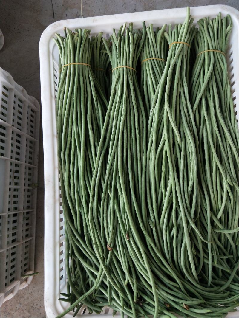 【优质豇豆】河南豆角安阳滑县长豆角大量上市了