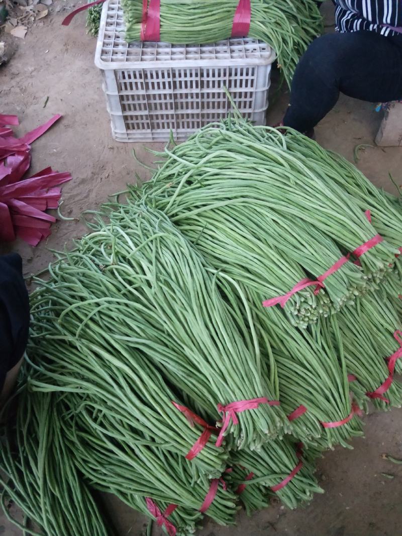 【优质豇豆】河南豆角安阳滑县长豆角大量上市了