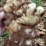 鲜姜，果实饱满，货源充足