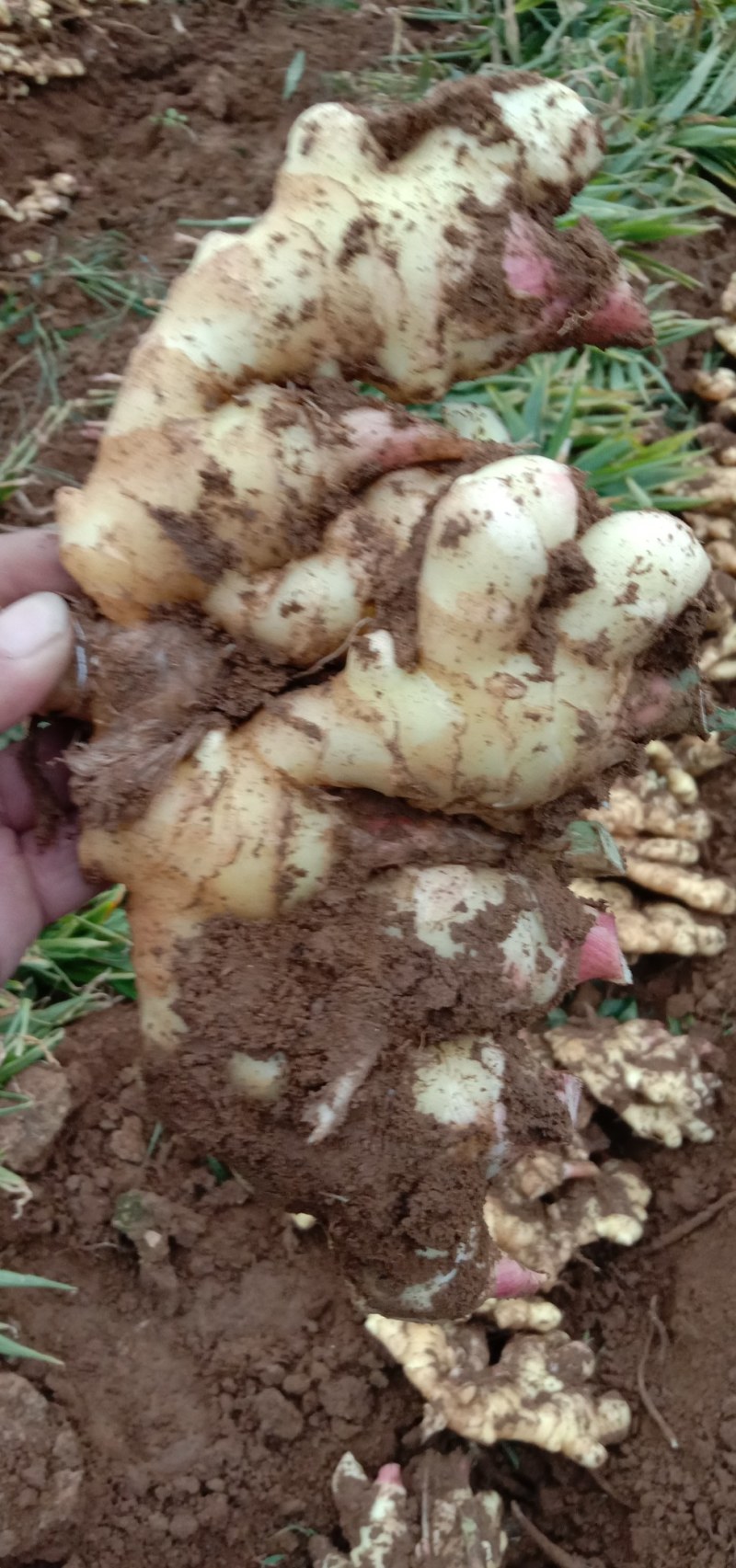 鲜姜，果实饱满，货源充足