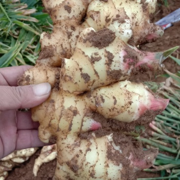 鲜姜，果实饱满，货源充足