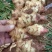 鲜姜，果实饱满，货源充足