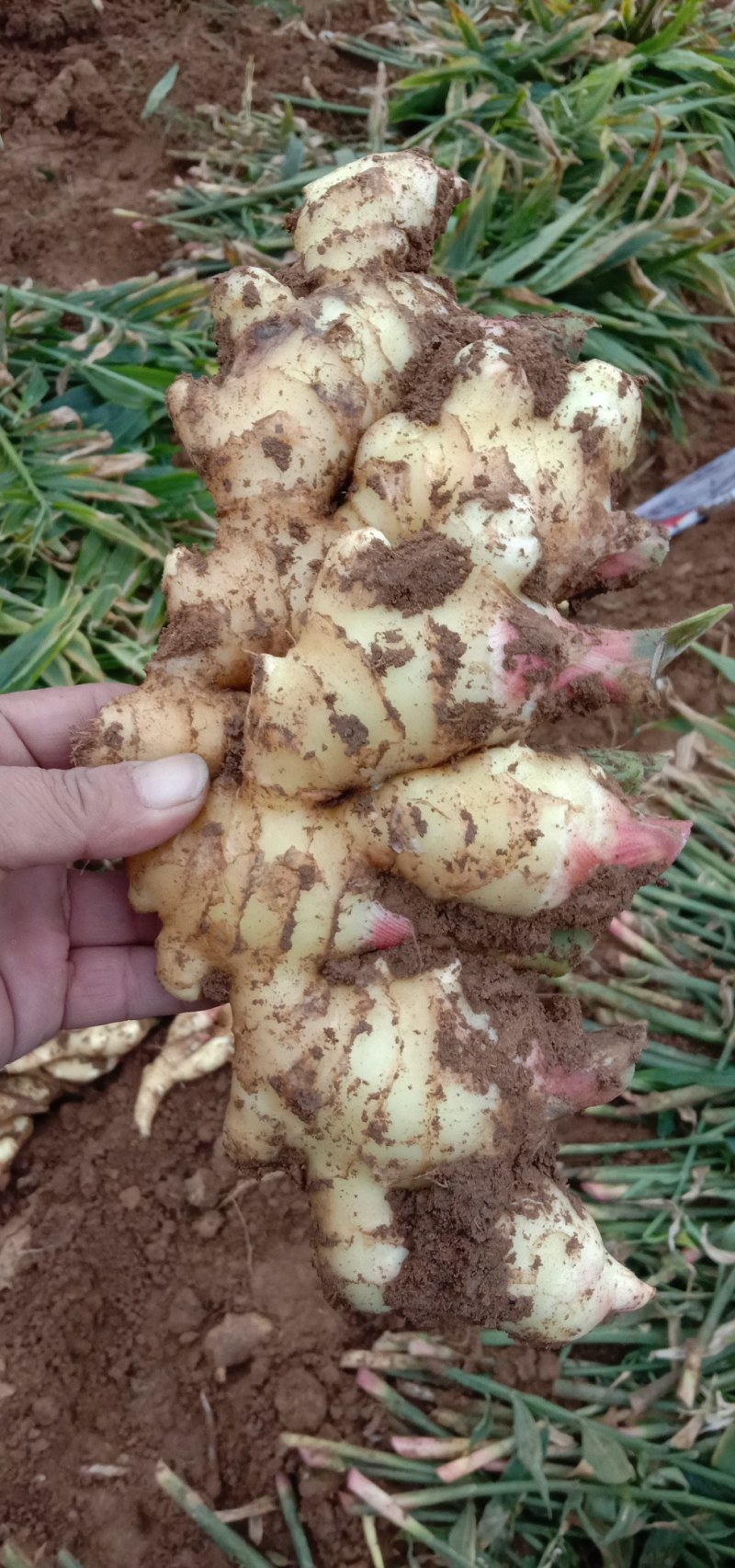 鲜姜，果实饱满，货源充足