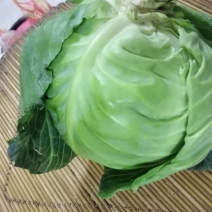 甘蓝上市球绿单球重1.5到2.5斤，绿层多，甜脆好吃，