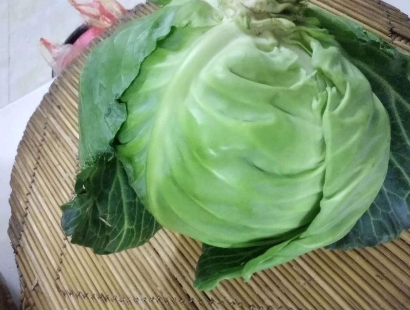 甘蓝上市球绿单球重1.5到2.5斤，绿层多，甜脆好吃，