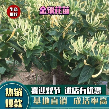 金银花苗品种金银花苗15天不开花金银花苗