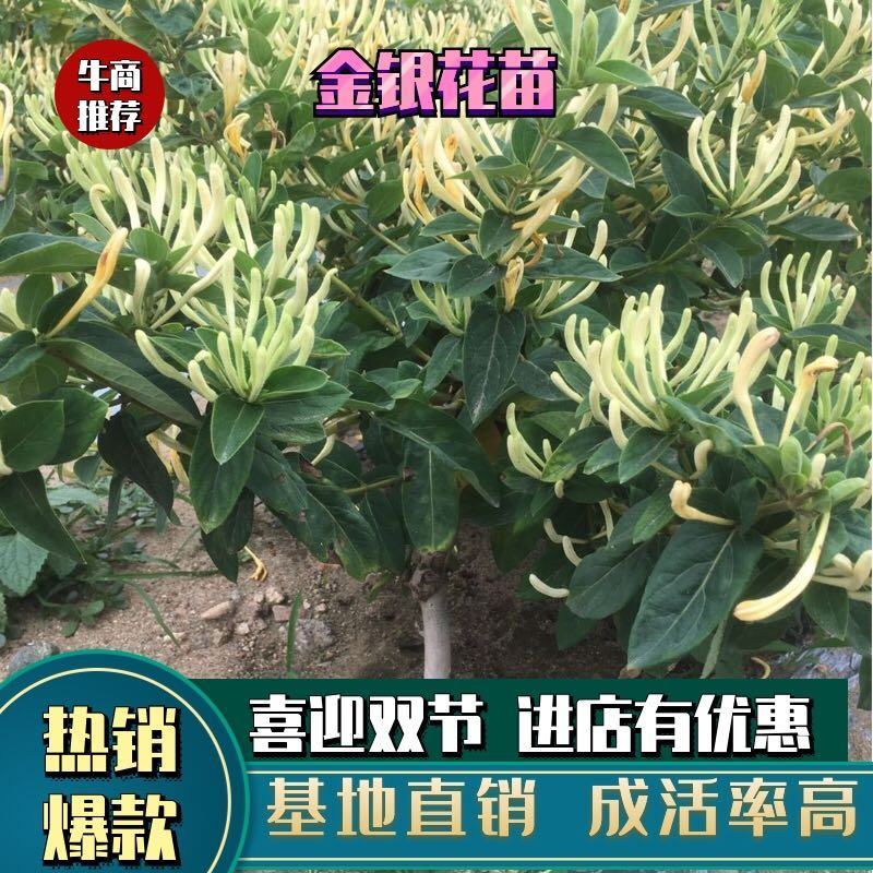金银花苗品种金银花苗15天不开花金银花苗
