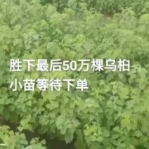 湖北广水景盛苗木乌桕杯苗