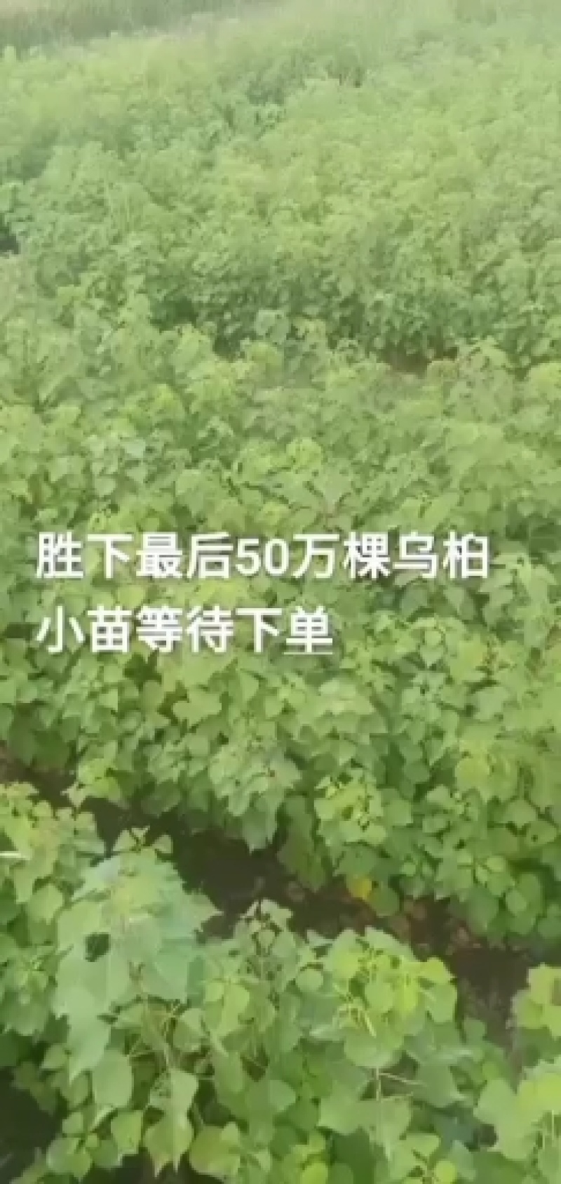 湖北广水景盛苗木乌桕杯苗