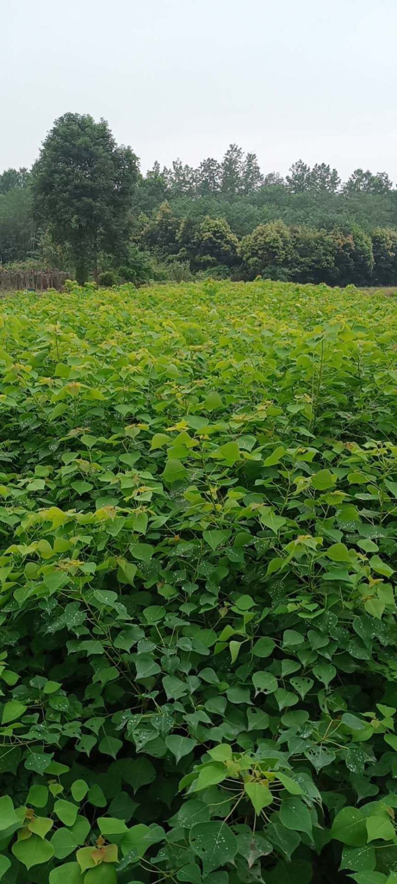 湖北广水景盛苗木乌桕杯苗