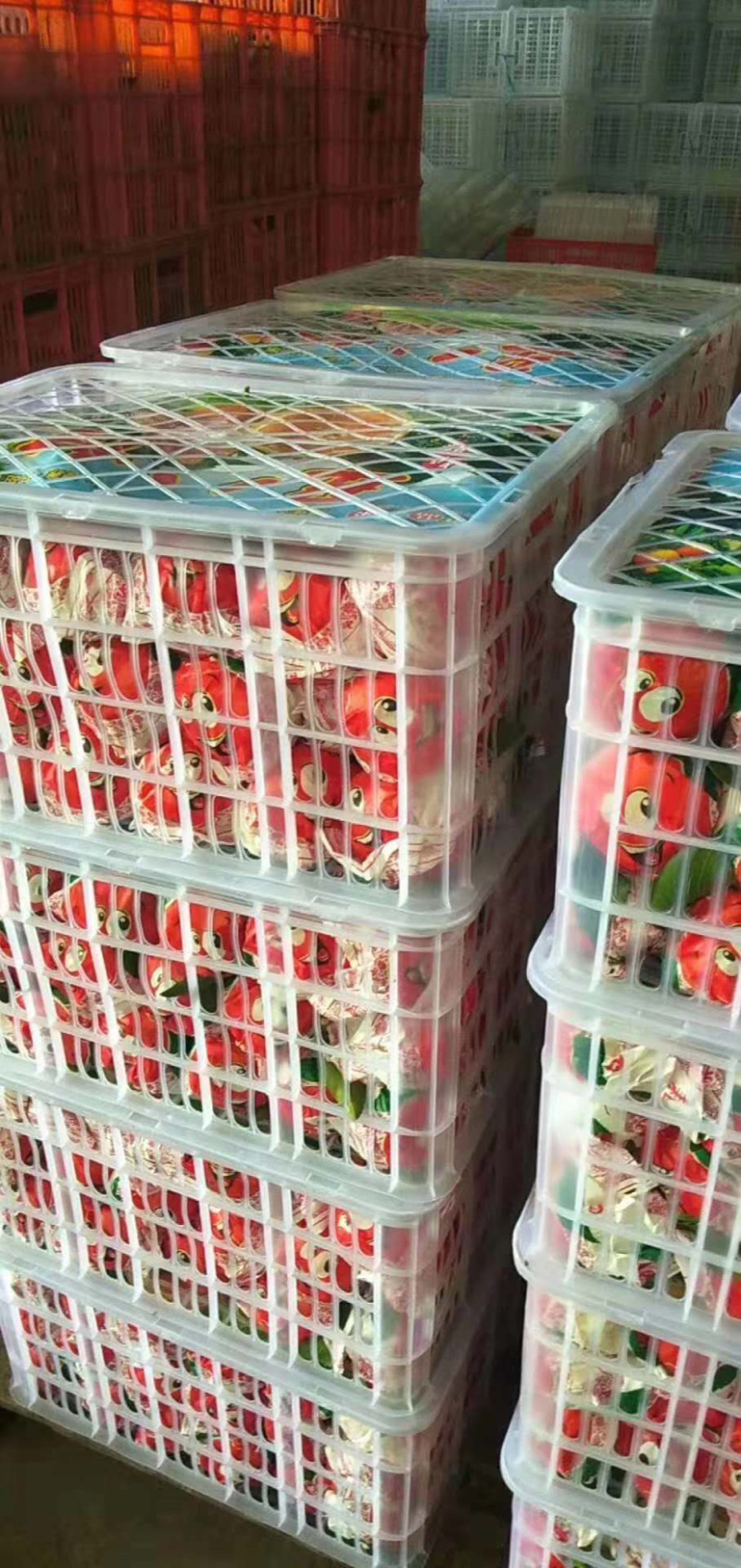 热推《丑橘不知火粑粑柑》入秋好水果火热进行中