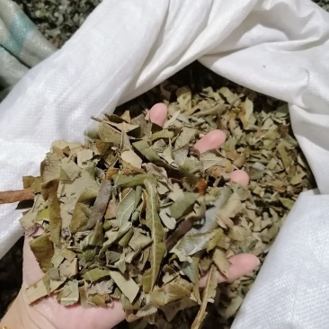 枇杷叶各种中药材批发质量保证产地直销