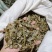 枇杷叶各种中药材批发质量保证产地直销