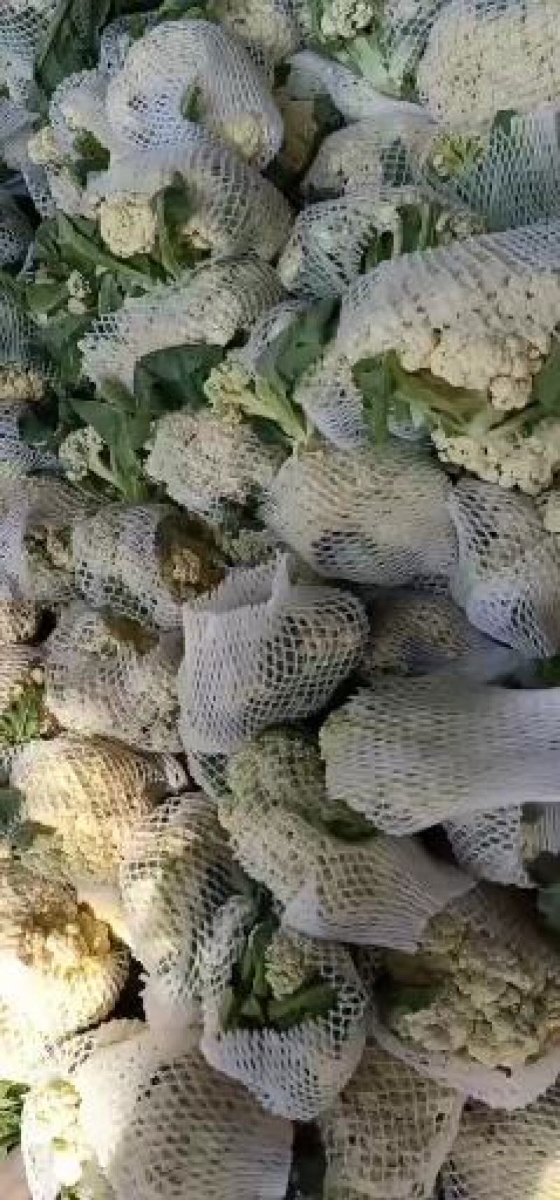 山东有机花菜实花产地直供全国发货加工厂跑市场都可以