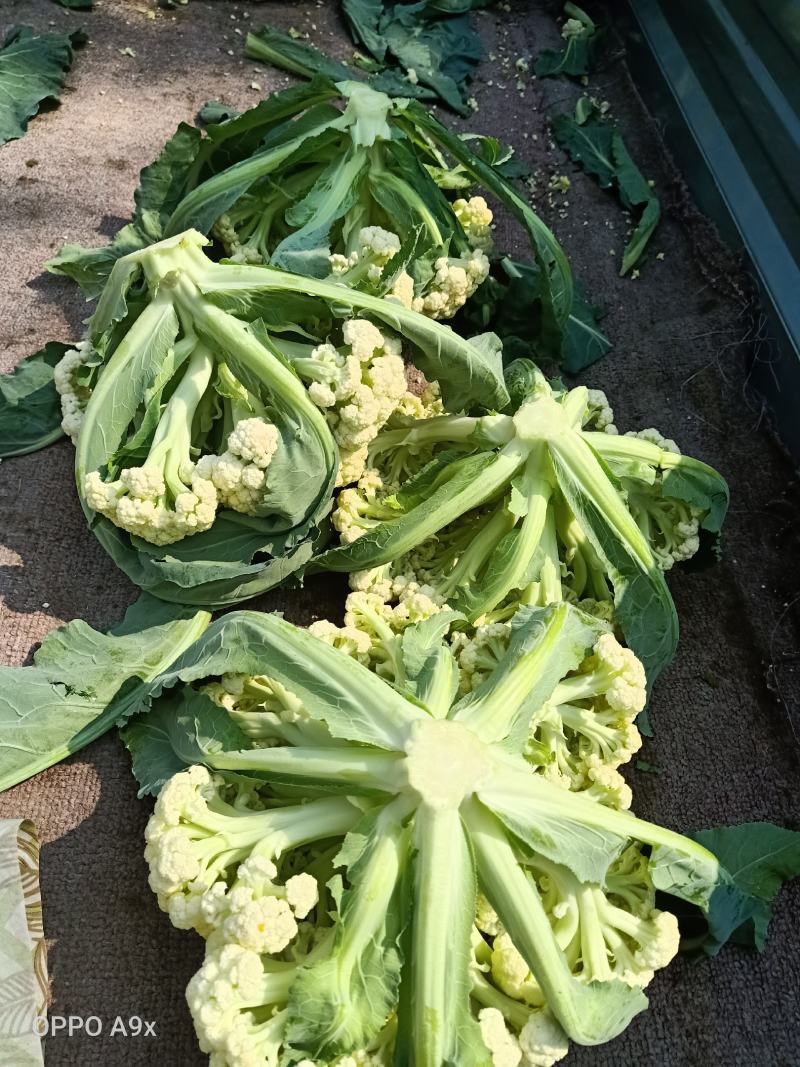 山东有机花菜实花产地直供全国发货加工厂跑市场都可以