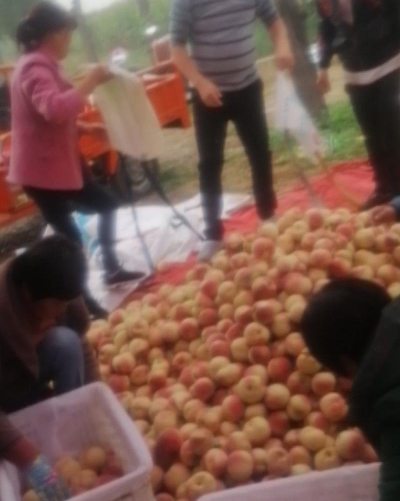 山西临猗（金秋蜜），纸袋毛桃量大，