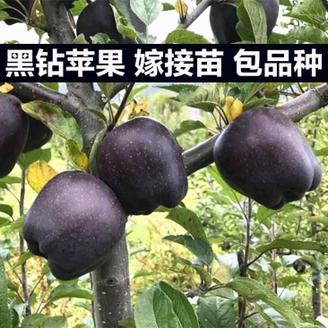 果苗基地黑钻苹果苗南北适种新品种耐寒耐旱死苗补发