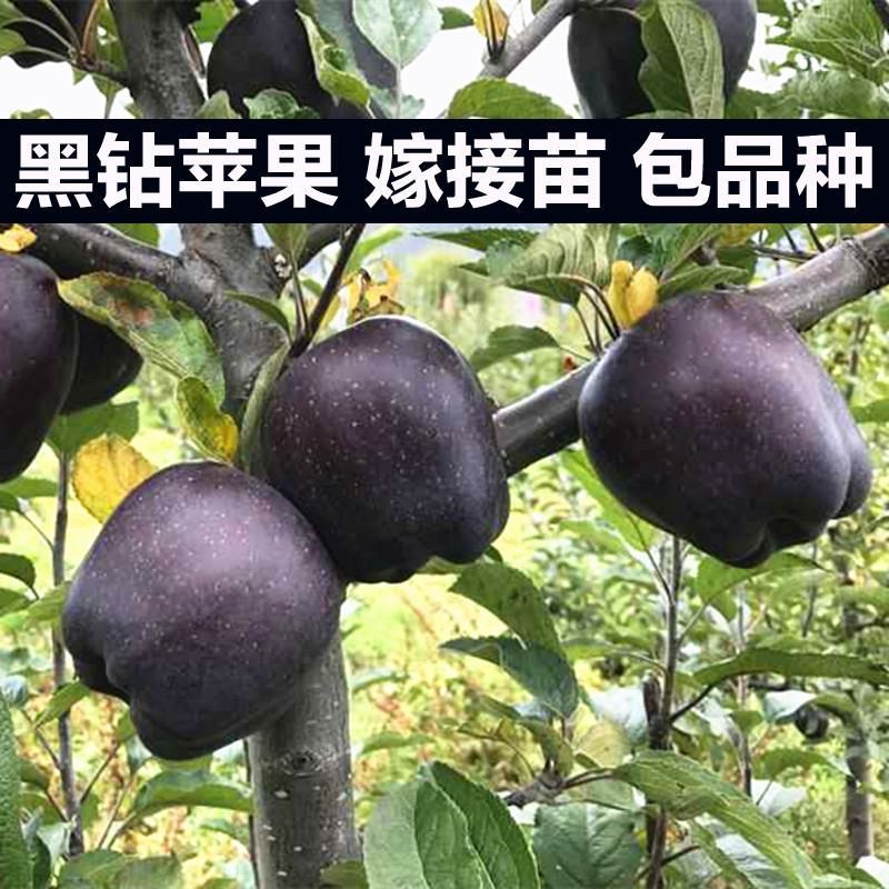 果苗基地黑钻苹果苗南北适种新品种耐寒耐旱死苗补发