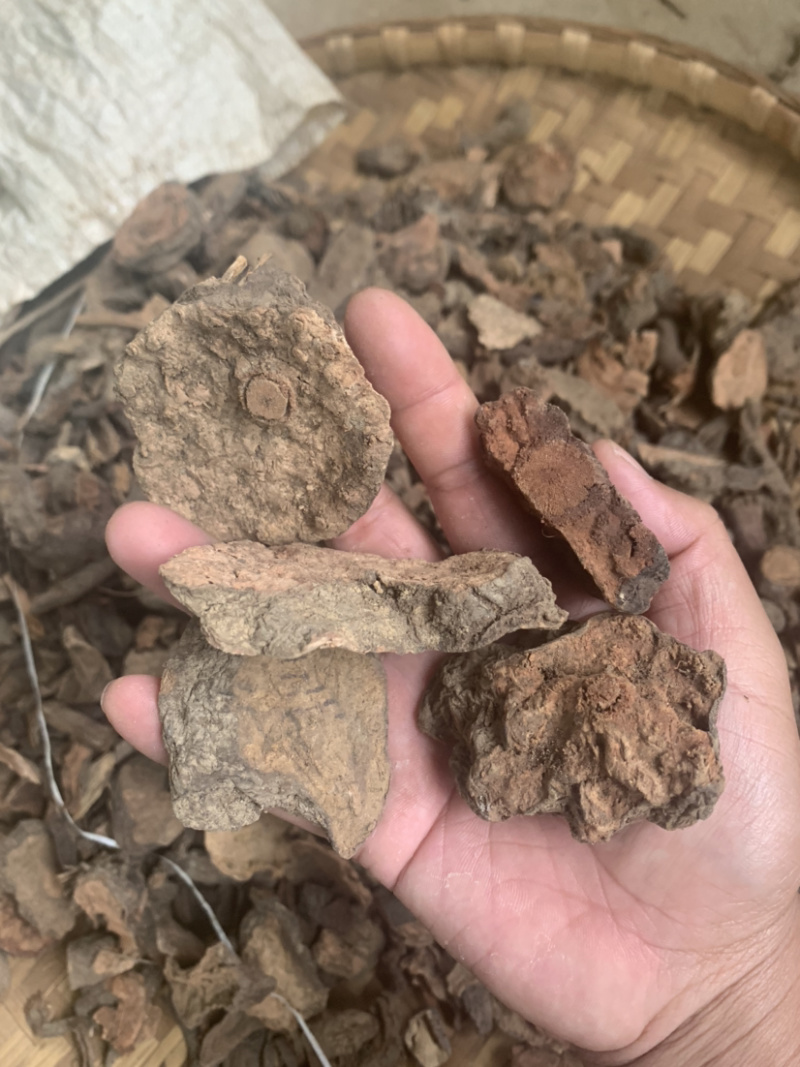 云南野生何首乌产地一手货源欢迎选购