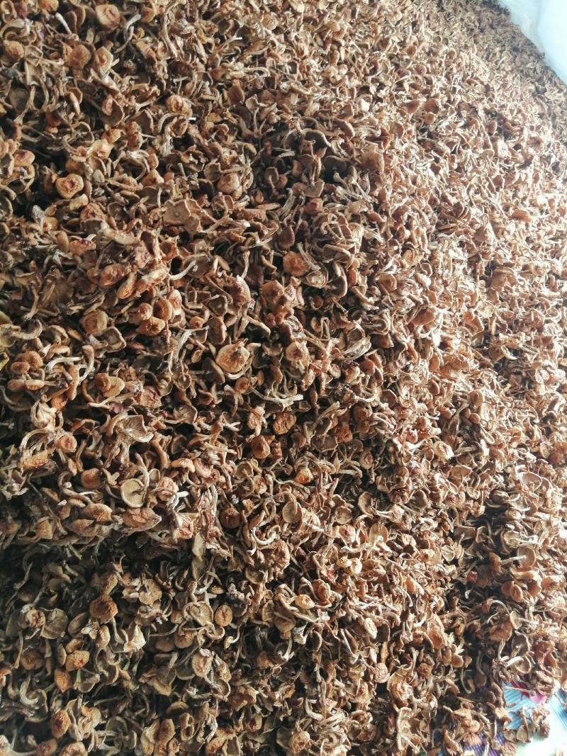 滑子菇批发零售，需要的下单吧
