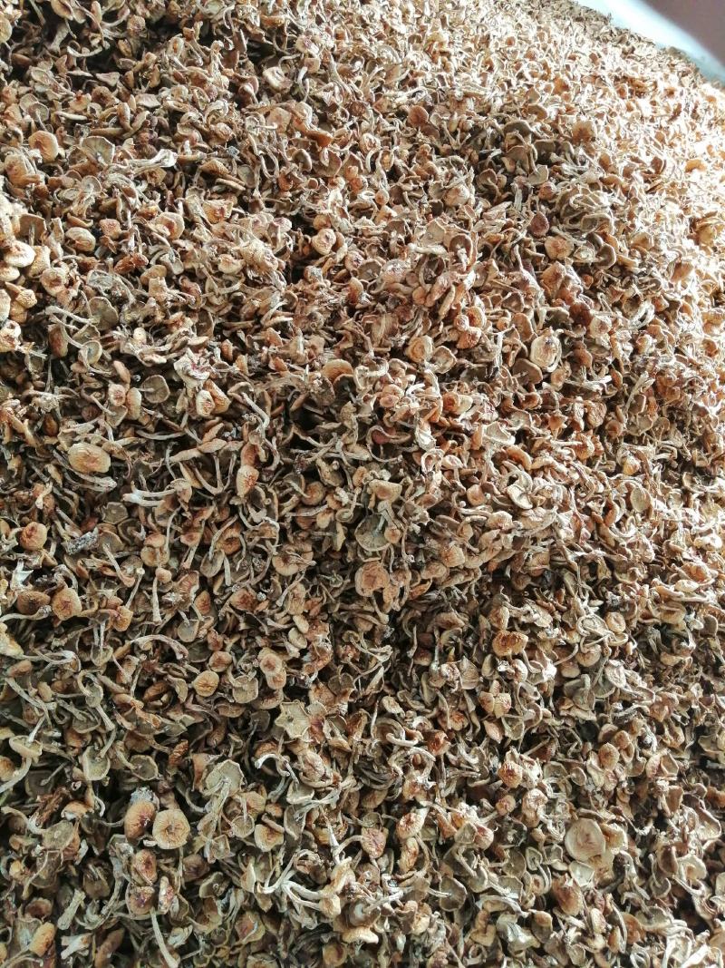 滑子菇批发零售，需要的下单吧