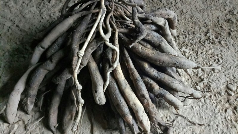 中药材百部无种植现少量上市