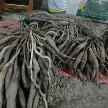 中药材百部无种植现少量上市