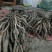 中药材百部无种植现少量上市