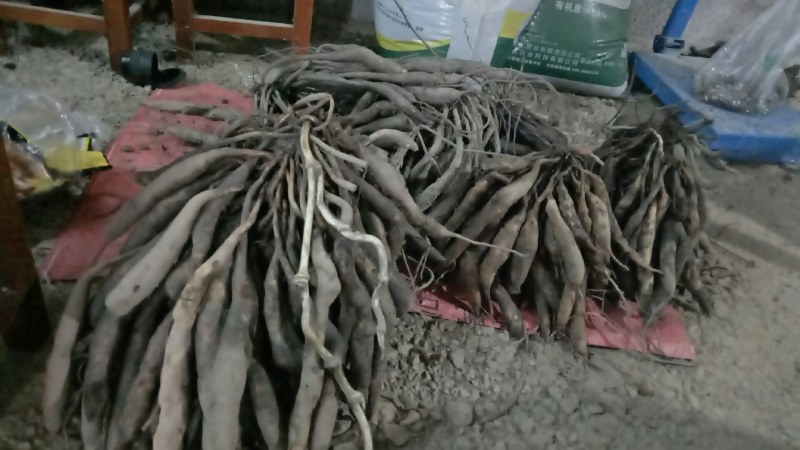 中药材百部无种植现少量上市