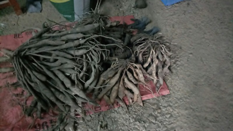 中药材百部无种植现少量上市