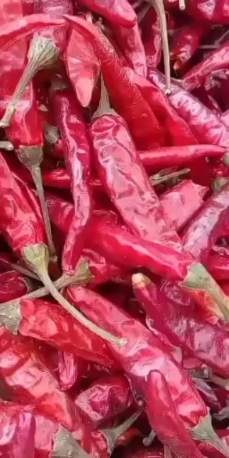 朝天椒高辣系列艳椒干辣椒
