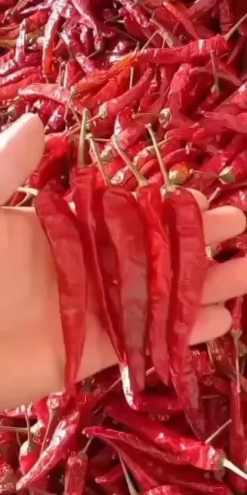 朝天椒高辣系列艳椒干辣椒