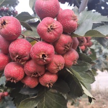 山楂铁渣，食品加工做罐头量大