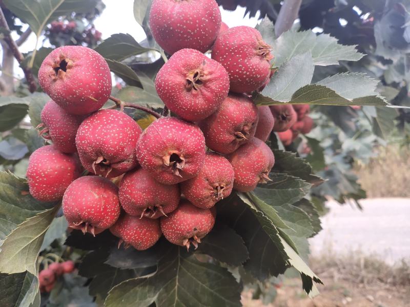 山楂铁渣，食品加工做罐头量大