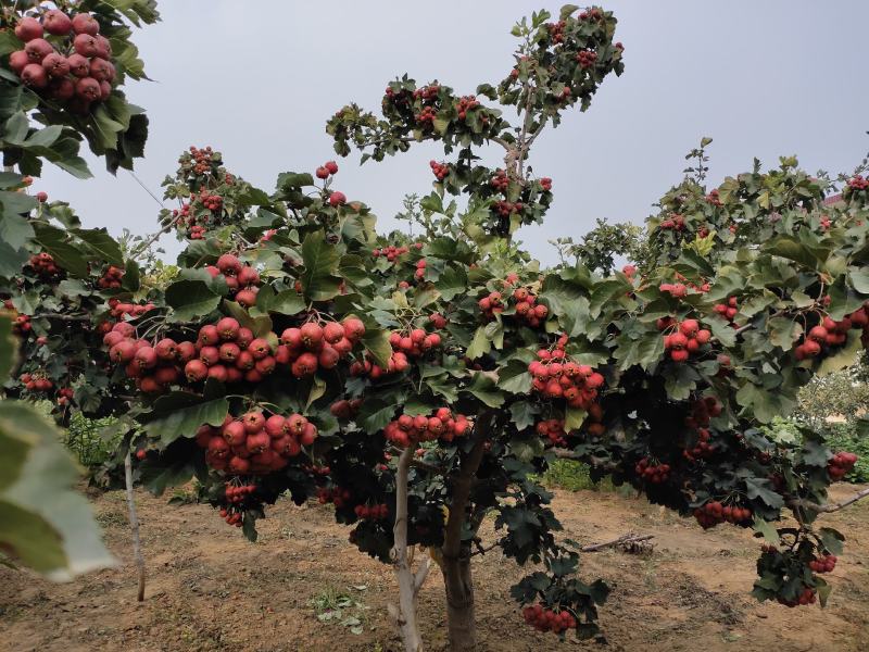 山楂铁渣，食品加工做罐头量大