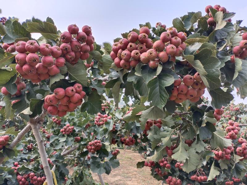 山楂铁渣，食品加工做罐头量大