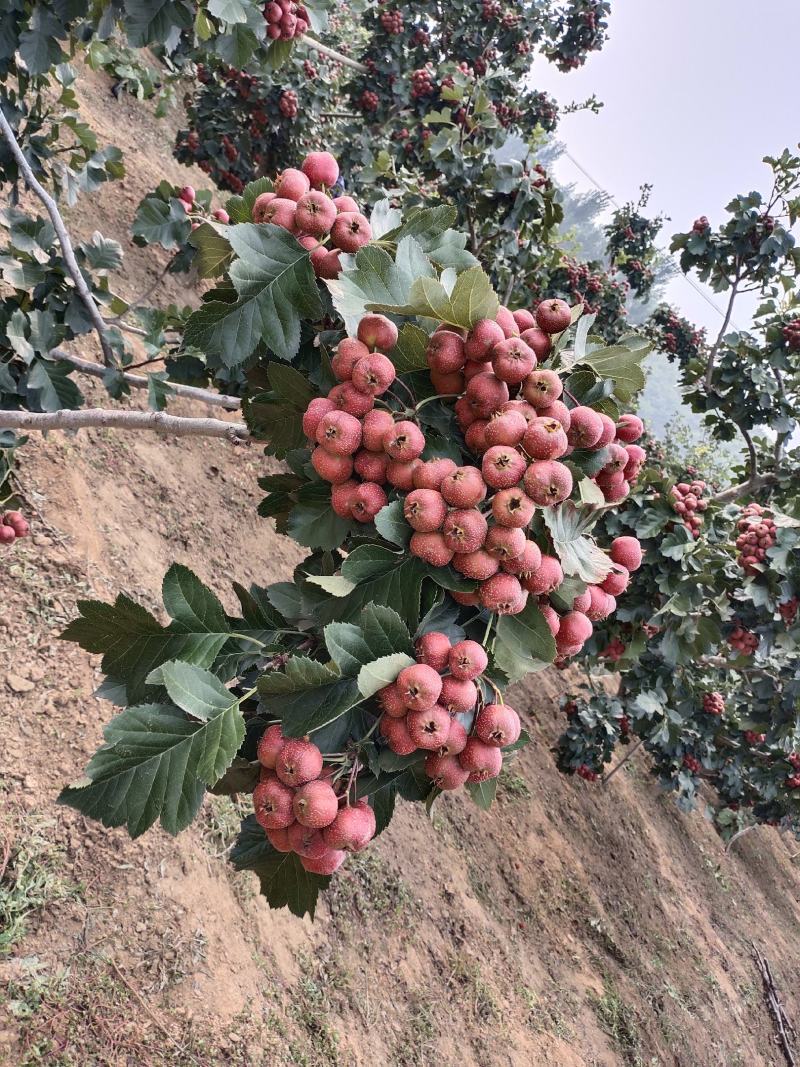 山楂铁渣，食品加工做罐头量大