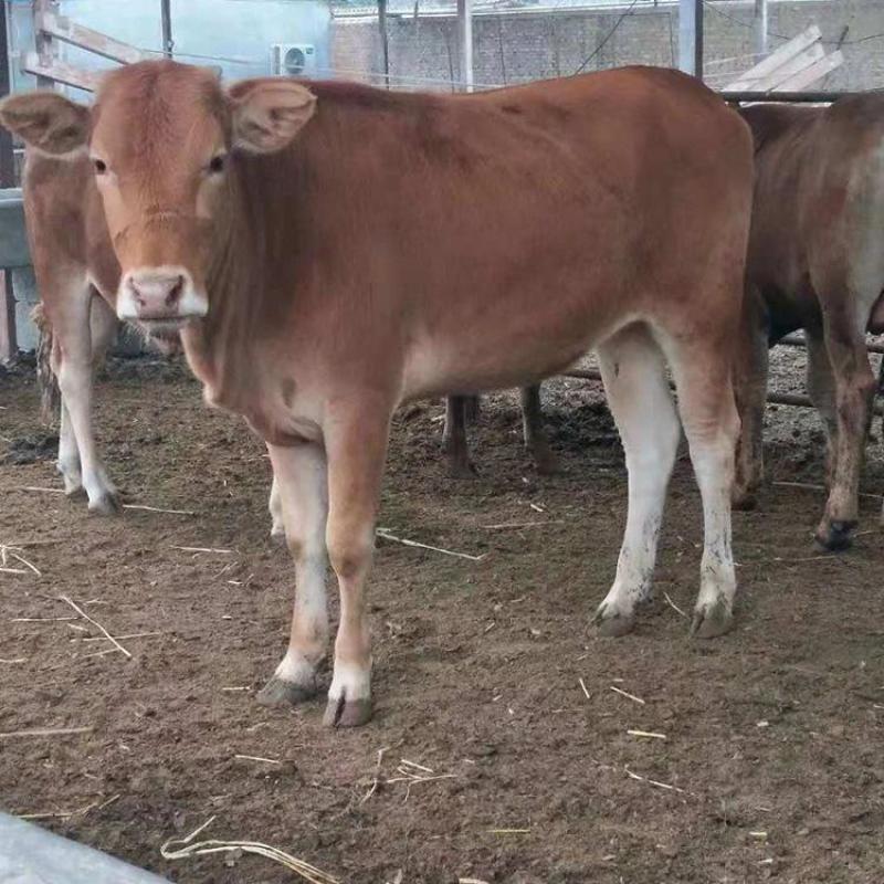 牛犊活牛西门塔尔牛犊肉牛犊西门塔尔牛200~300