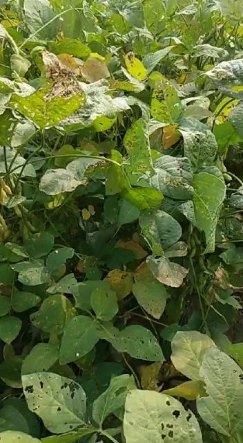 大豆黄豆产新100亩收割出售