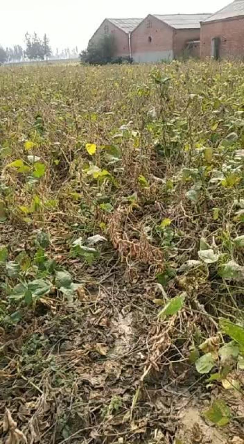 大豆黄豆产新100亩收割出售