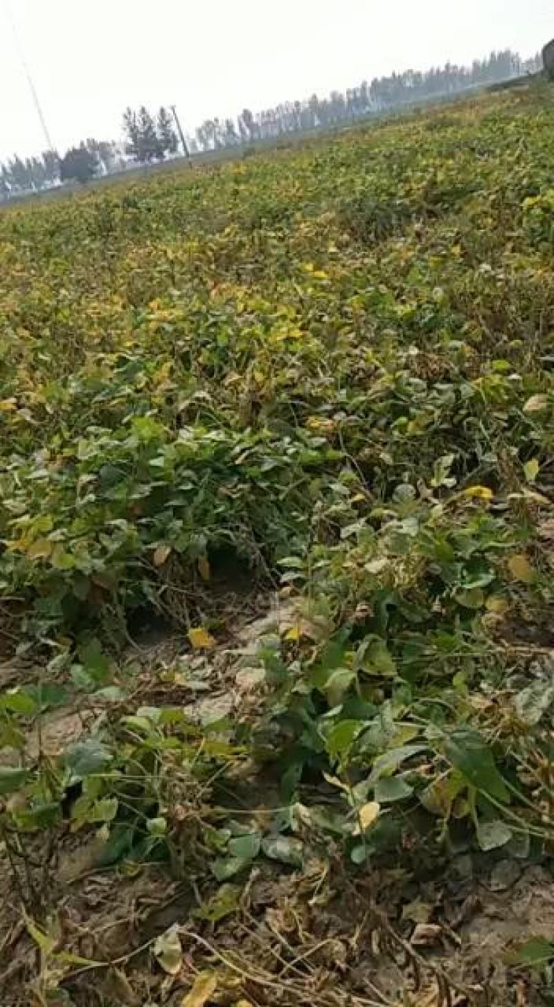 大豆黄豆产新100亩收割出售