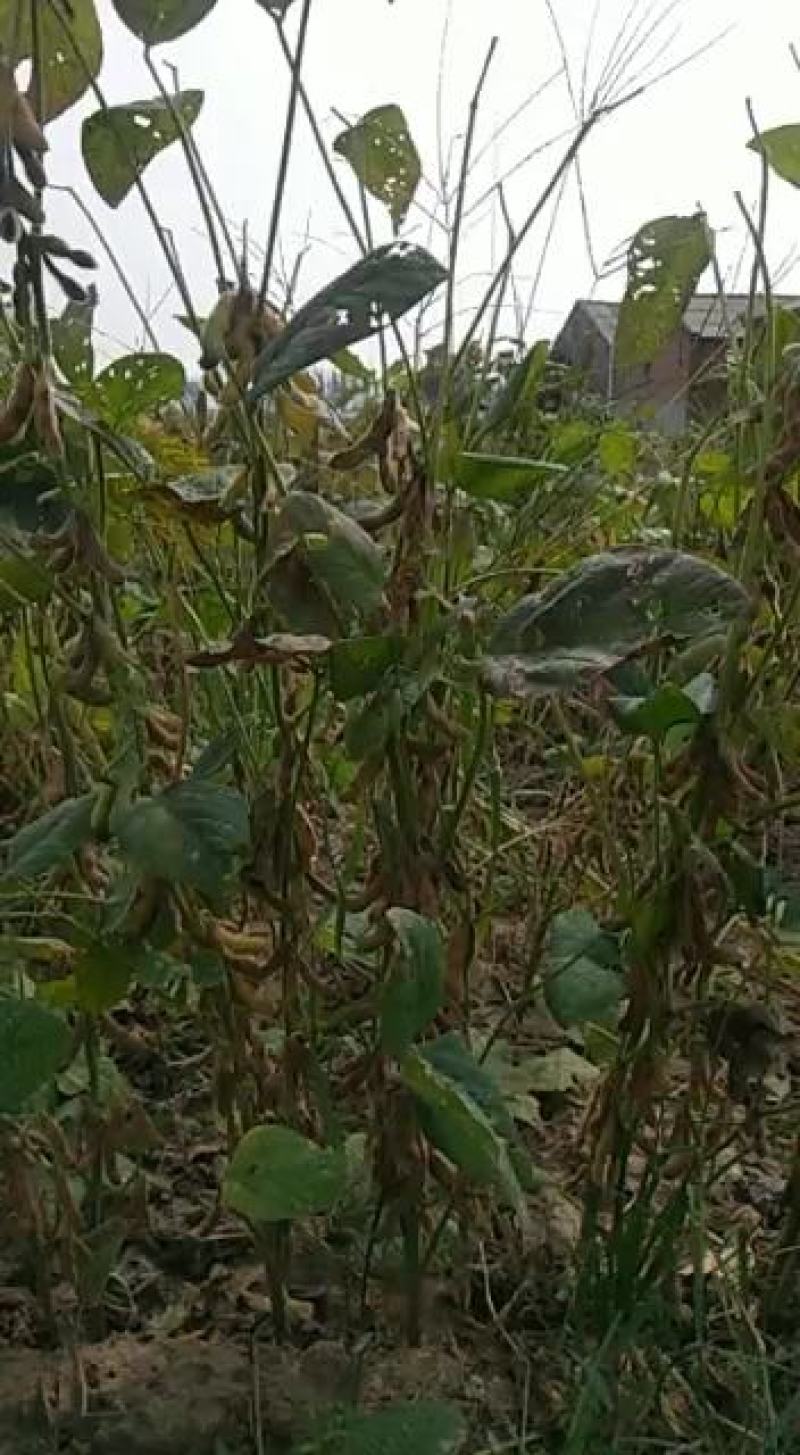 大豆黄豆产新100亩收割出售