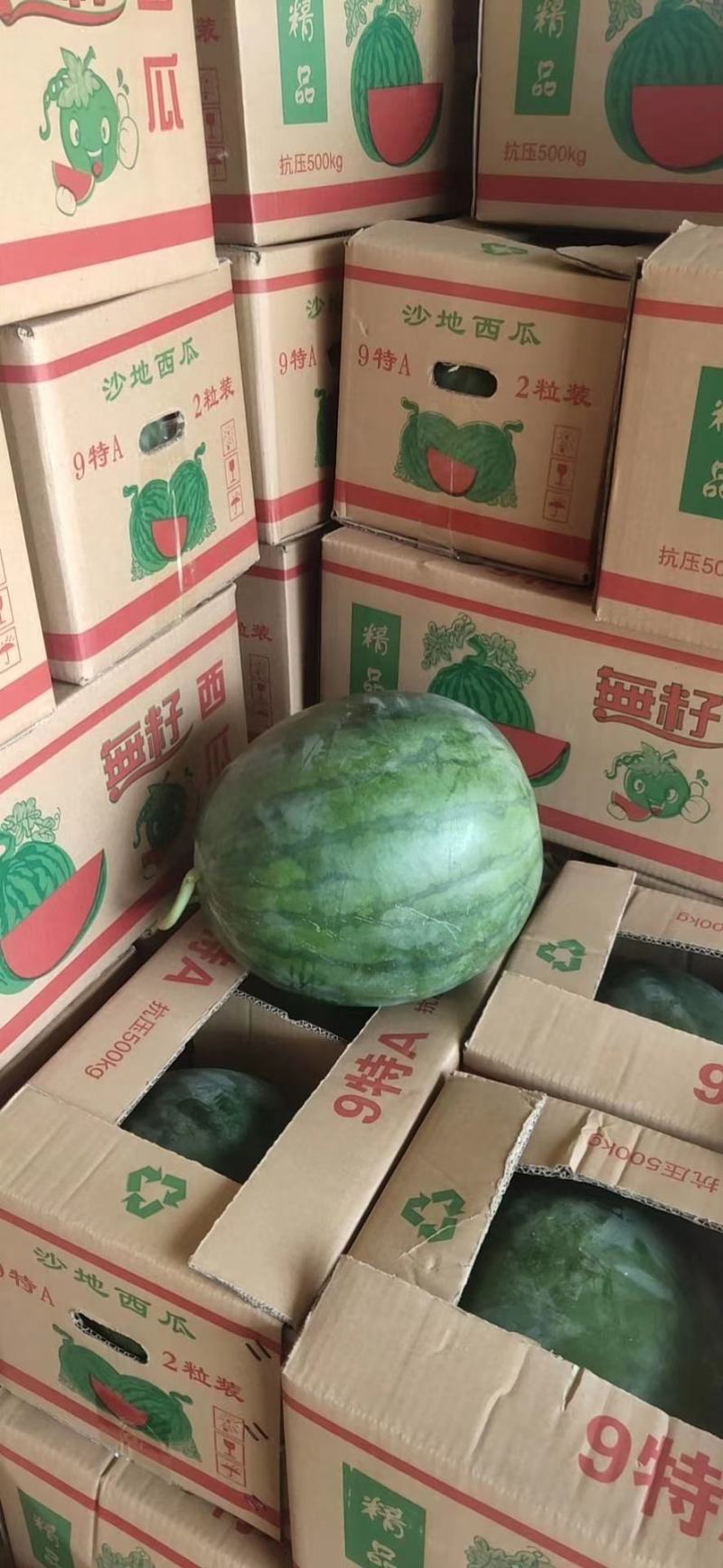 山东昌乐秋季西瓜已大量上市