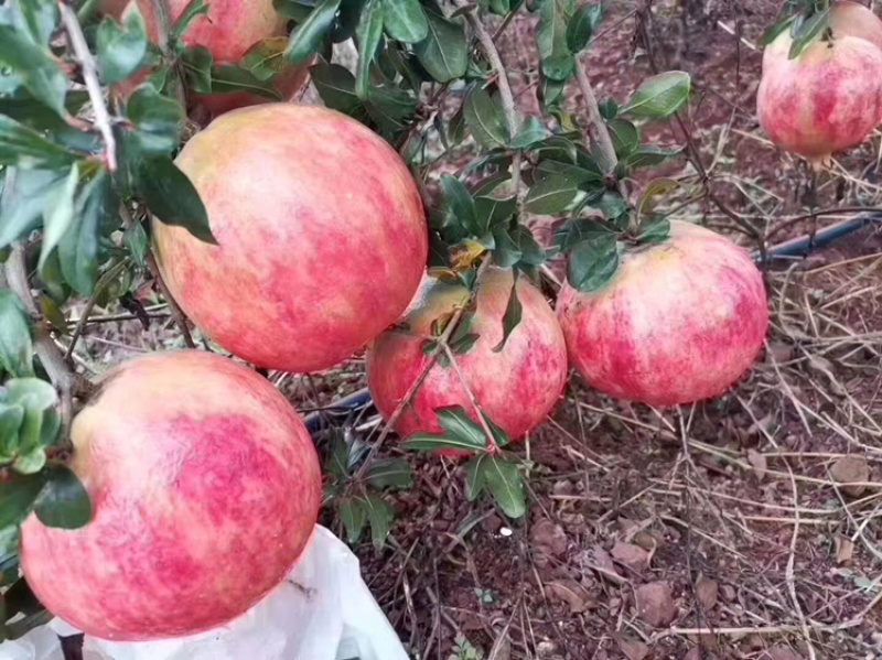 入库精品一级突尼斯软籽石榴