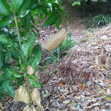 果场自产自销四季密芒