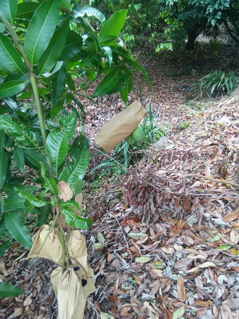 果场自产自销四季密芒