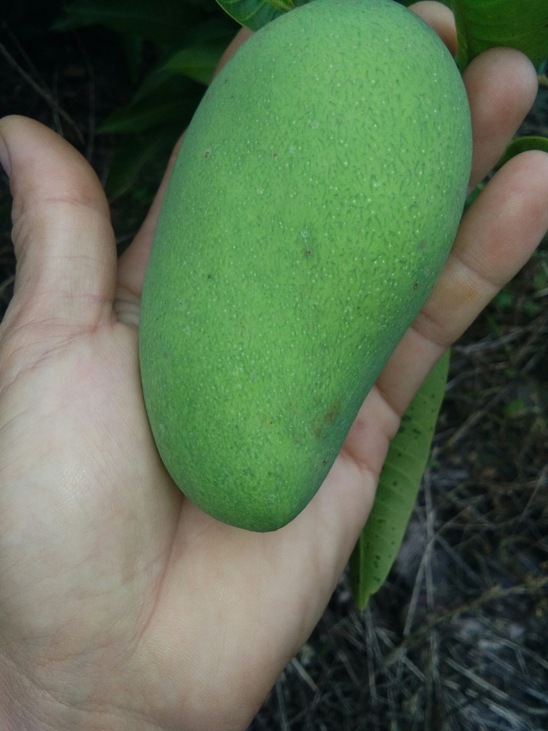 果场自产自销四季密芒