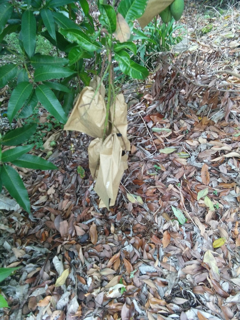 果场自产自销四季密芒