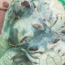 精品大闸蟹，自家农场养殖现取现卖，品质有保障，产地直发