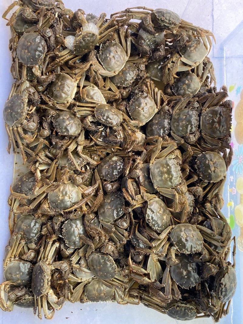 宜宾大量大闸蟹现货销售